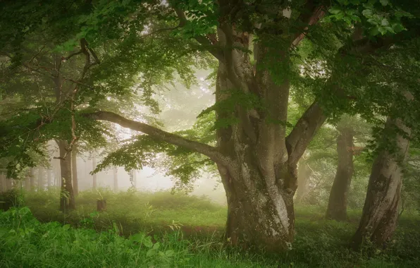 Wallpaper morning, light, fog, branch, trees, glade, foliage, haze