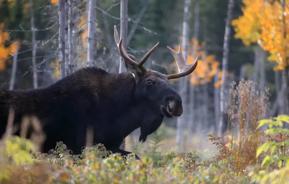 Autumn, face, trees, nature, horns, moose
