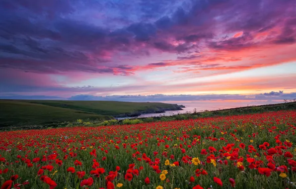 Flowers, Maki, poppy field