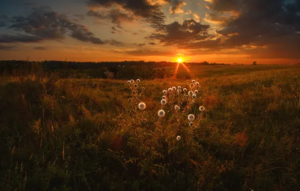 GRASS, HORIZON, The SKY, CLOUDS, PLAIN, SUNSET, DANDELIONS, DAL