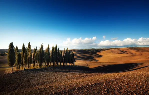 Picture field, trees, landscape