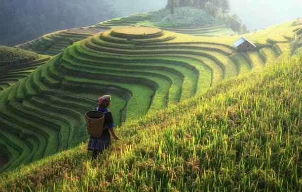 Field, landscape, nature, slope, harvest, terrace