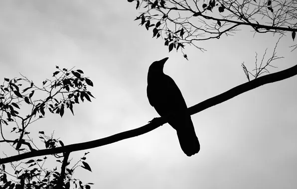 BIRD, BRANCHES, SILHOUETTE, RAVEN, CROW