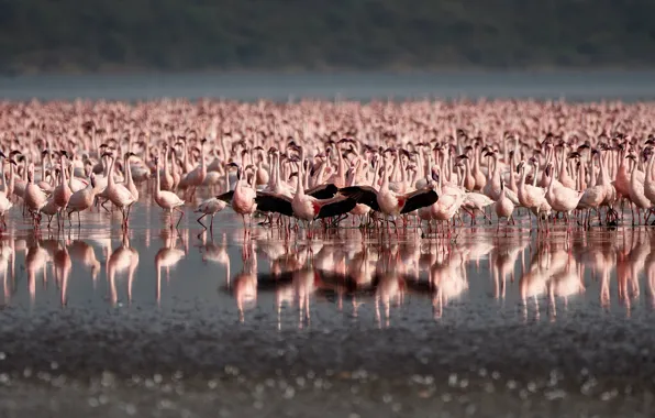 Water, birds, lake, reflection, pack, Flamingo, pond, a lot