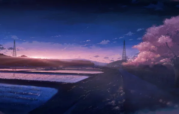 Sunset, spring, Sakura, rice fields