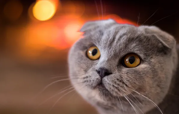 Cat, cat, look, muzzle, Scottish fold, Scottish fold cat