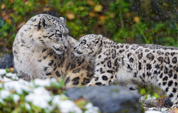 Picture family, pair, IRBIS, snow leopard, kitty, mother