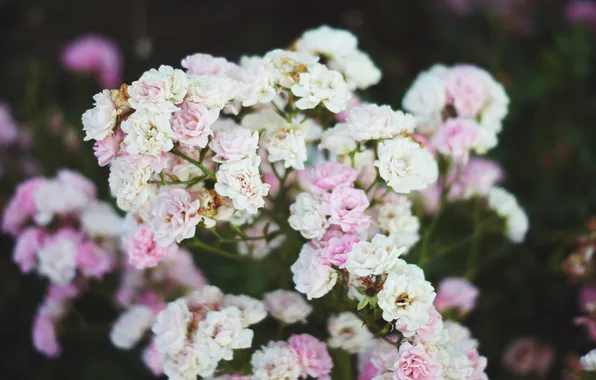 Flowers, petals, pink, white