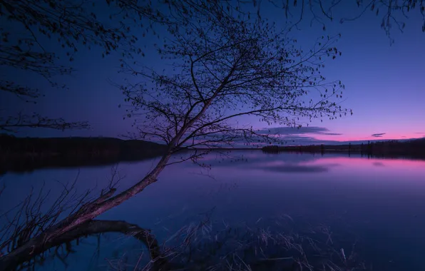 Picture the sky, clouds, night, lake, tree, glow