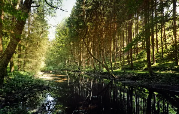 Picture forest, summer, nature, shadow, river