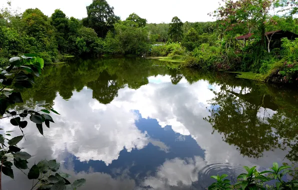 Trees, pond, reflection, foliage, Thailand, province Songkhla
