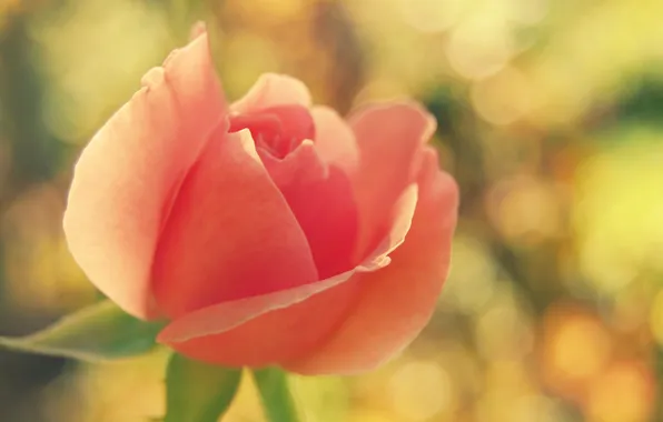 Picture flower, macro, pink, rose, blur