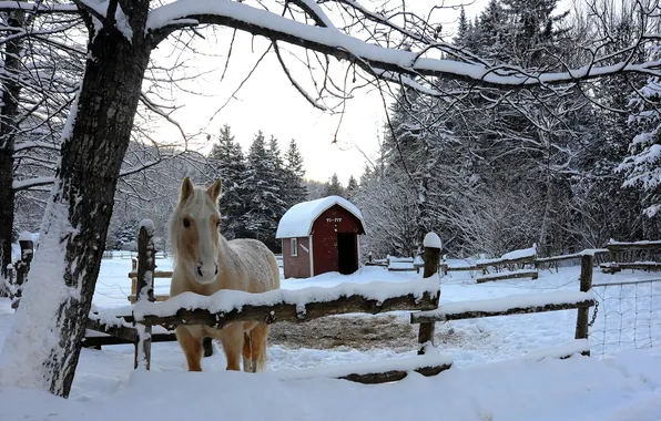 Winter, snow, trees, horse, corral