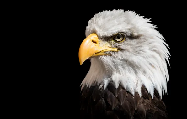 Picture bird, predator, beak, eagle, Bald eagle