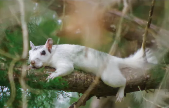 Branch, Friday, protein, white, rodent, albino, branch, relaxation