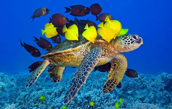 Picture The WORLD, The OCEAN, TURTLE, PACK, YELLOW, PODVODNI, FISH