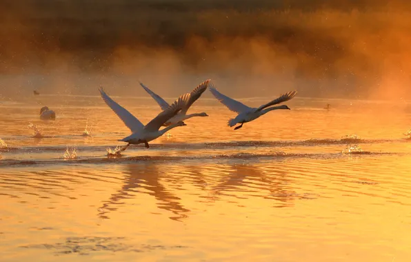 Sunset, birds, fog, three, trio, swans, the rise, pond