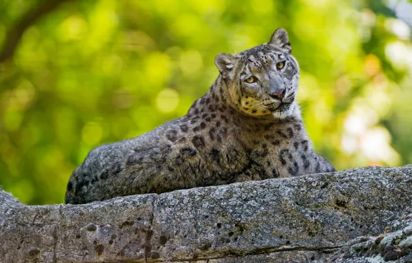 Summer, look, cats, pose, green, background, stone, lies