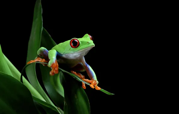 Look, leaves, pose, plant, frog, black background, green, wood