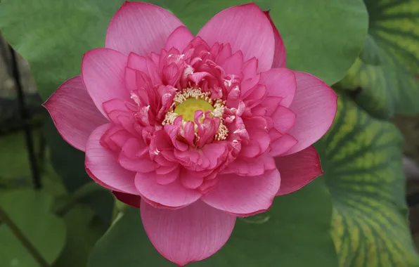 Picture flower, summer, Lotus, flowering