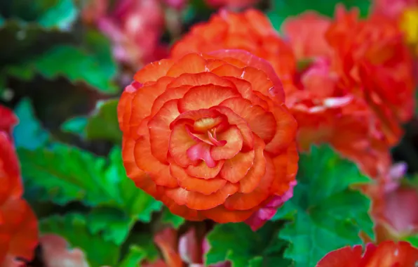 Picture macro, nature, petals, garden