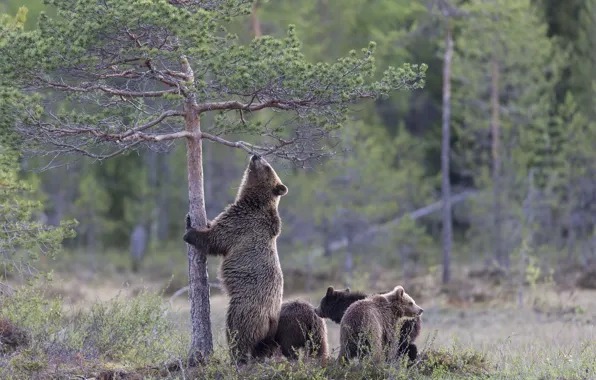 Picture forest, nature, bears