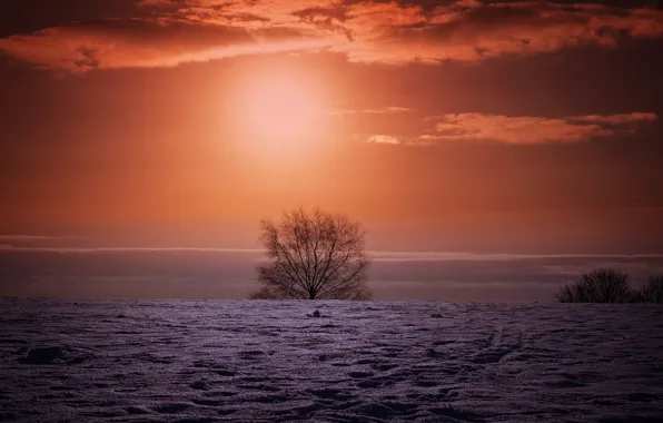 Winter, field, night