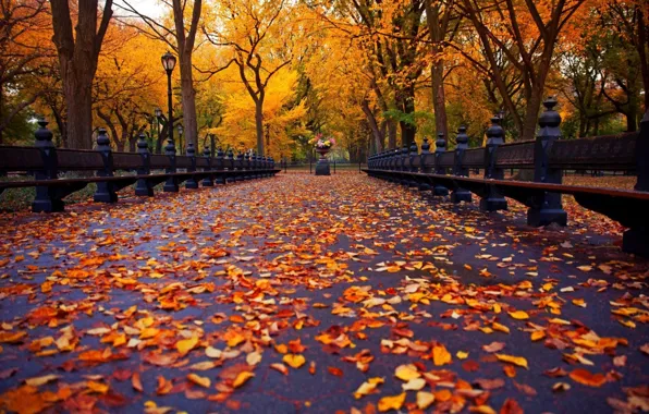 Autumn, Park, alley, falling leaves, benches