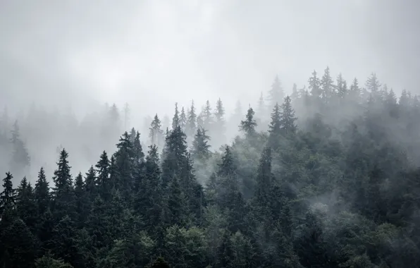 Picture forest, trees, nature, fog