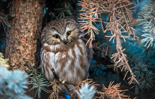 Owl, bird, North American boreal owl