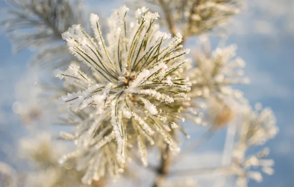 Winter, snow, needles, nature, beauty, Tomorrow dorffer