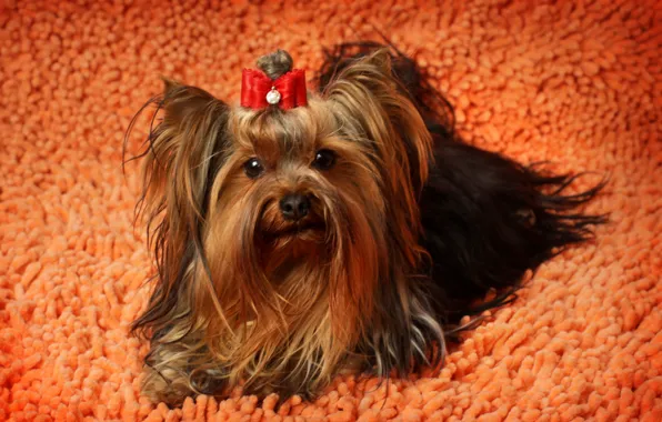 Picture animals, photo, dog, Yorkshire Terrier
