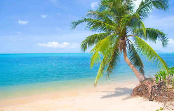 Sand, sea, beach, the sun, palm trees, shore, summer, beach