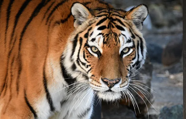 Look, face, tiger, predator, bokeh, the Amur tiger