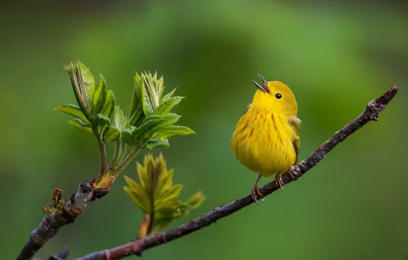 Background, bird, branch, bird, Yellow drevenica