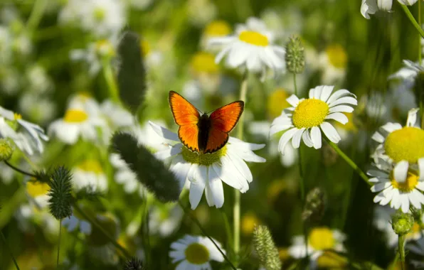 Flowers, insects, butterfly, chamomile, wildflowers