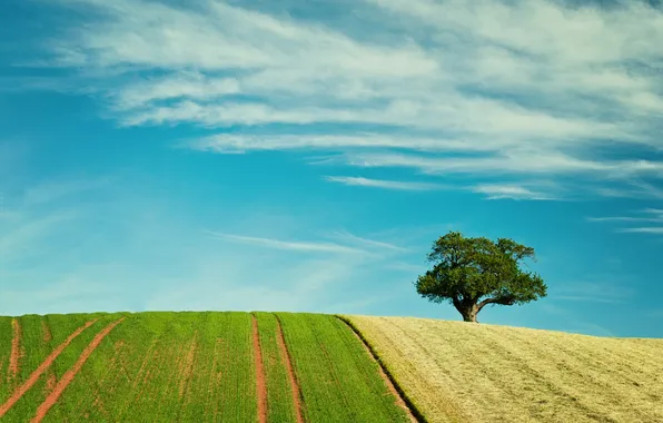 Field, summer, trees, landscape