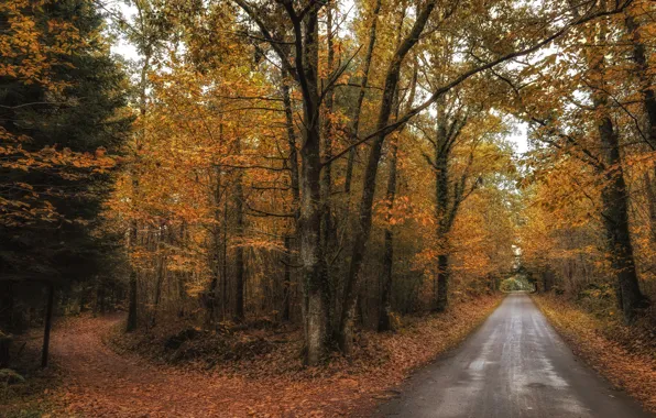 Road, autumn, forest, leaves, trees, the way