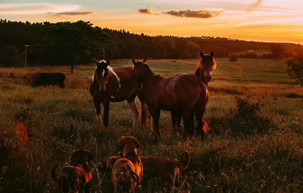 Field, forest, the sky, sunset, nature, horse, horse, dog