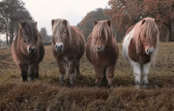 Field, autumn, trees, nature, horses, horse, pony, Quartet