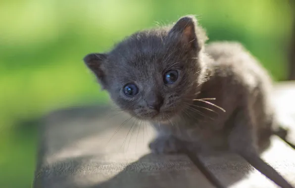 Picture look, grey, baby, muzzle, kitty