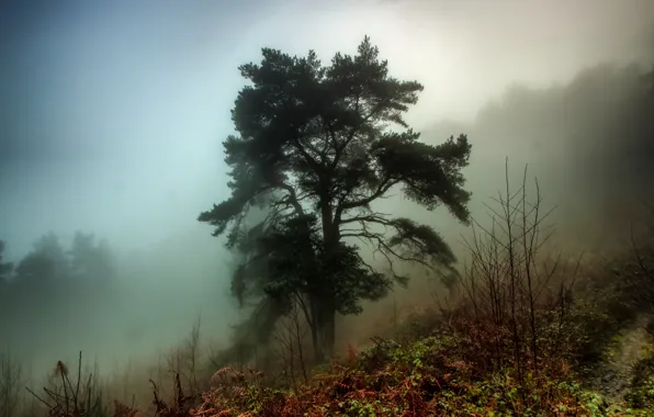 Autumn, forest, grass, fog, tree