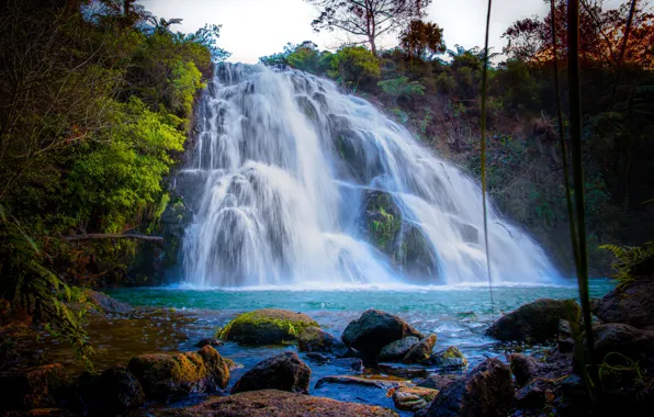 Picture forest, trees, stones, waterfall