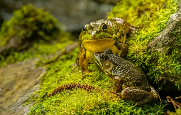 Greens, moss, frogs, dampness