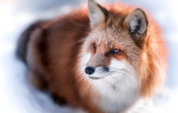 Winter, light, Fox, Fox, fur