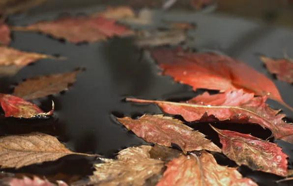 Leaves, nature, puddle