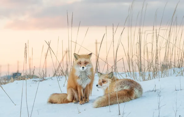Snow, Fox, red, a couple
