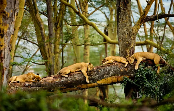 Trees, sleep, Savannah, Africa, lions