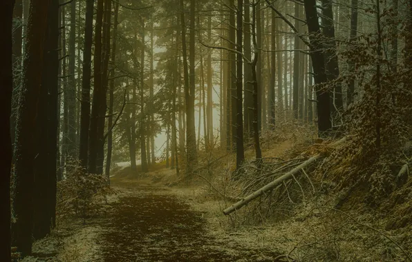 Forest, trees, nature, path