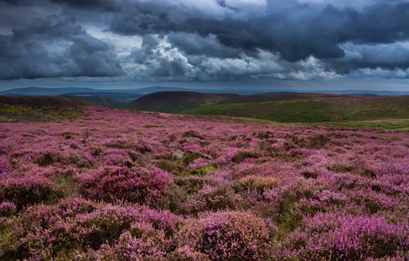 Field, flowers, clouds, hills, dal, space, pink, bushes